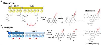 A unique dual acyltransferase system shared in the polyketide chain initiation of kidamycinone and rubiflavinone biosynthesis